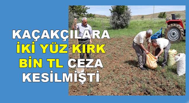 SALEP SOĞANLARI TOPRAKLA BULUŞTU