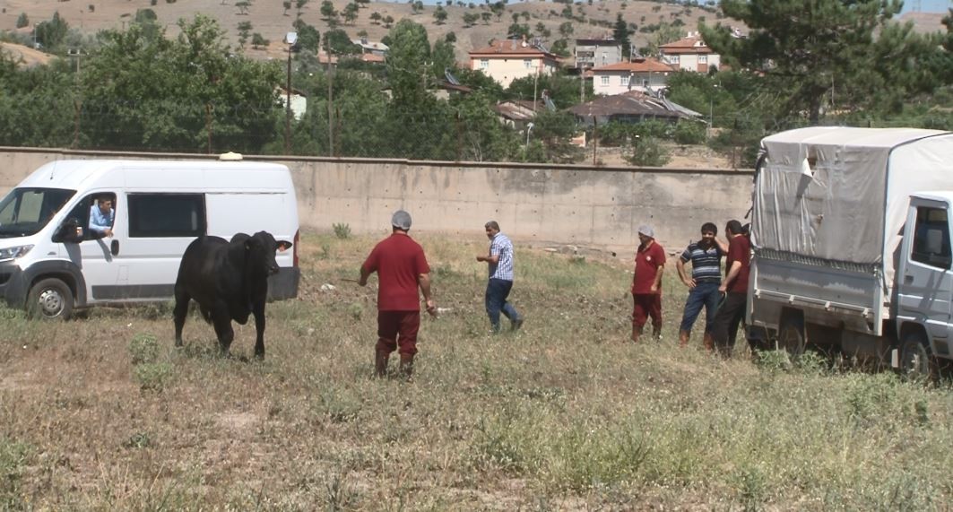 BOĞA 2 KİŞİYİ YARALADI