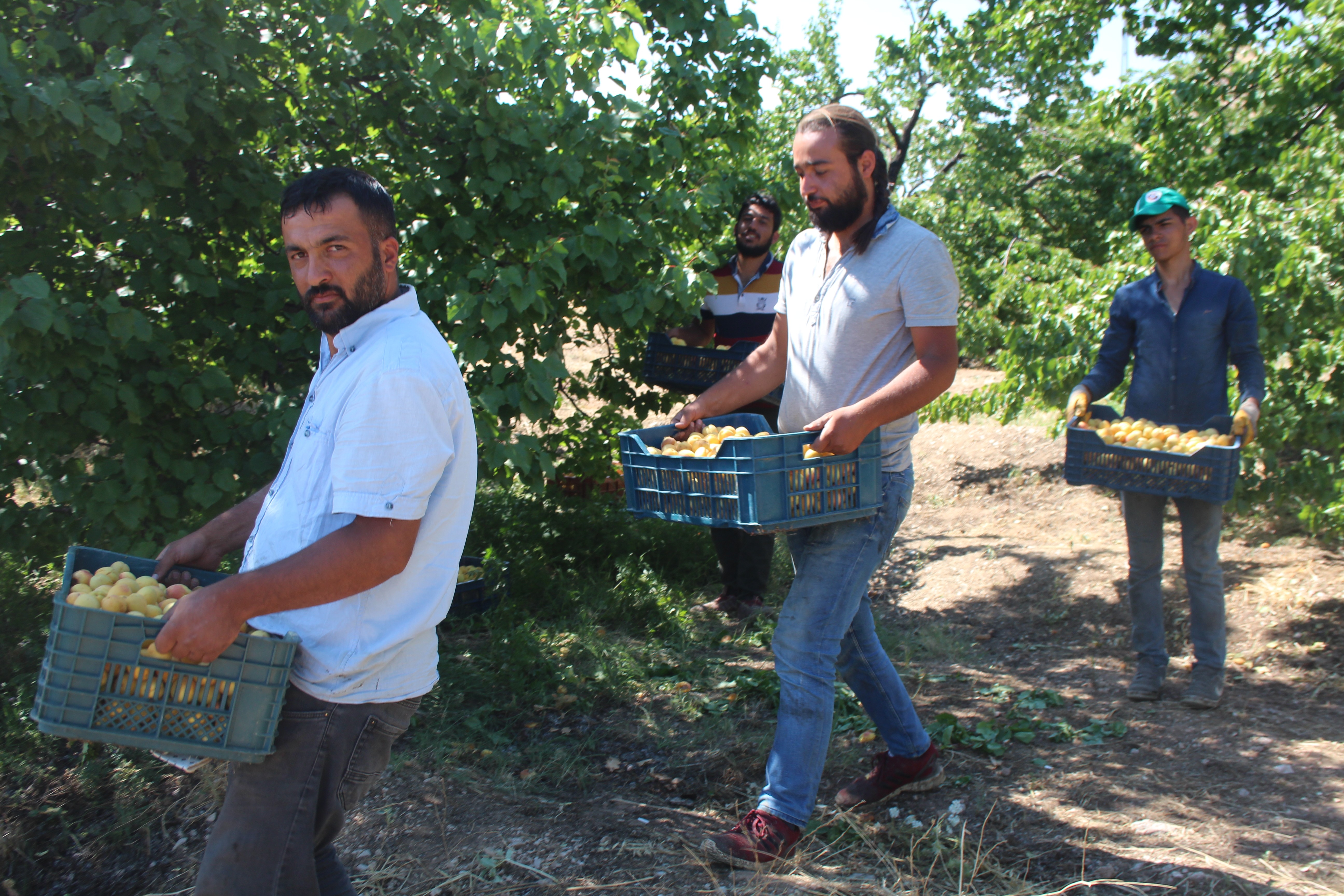 BASKİL'DE KAYSI HASADI BAŞLADI
