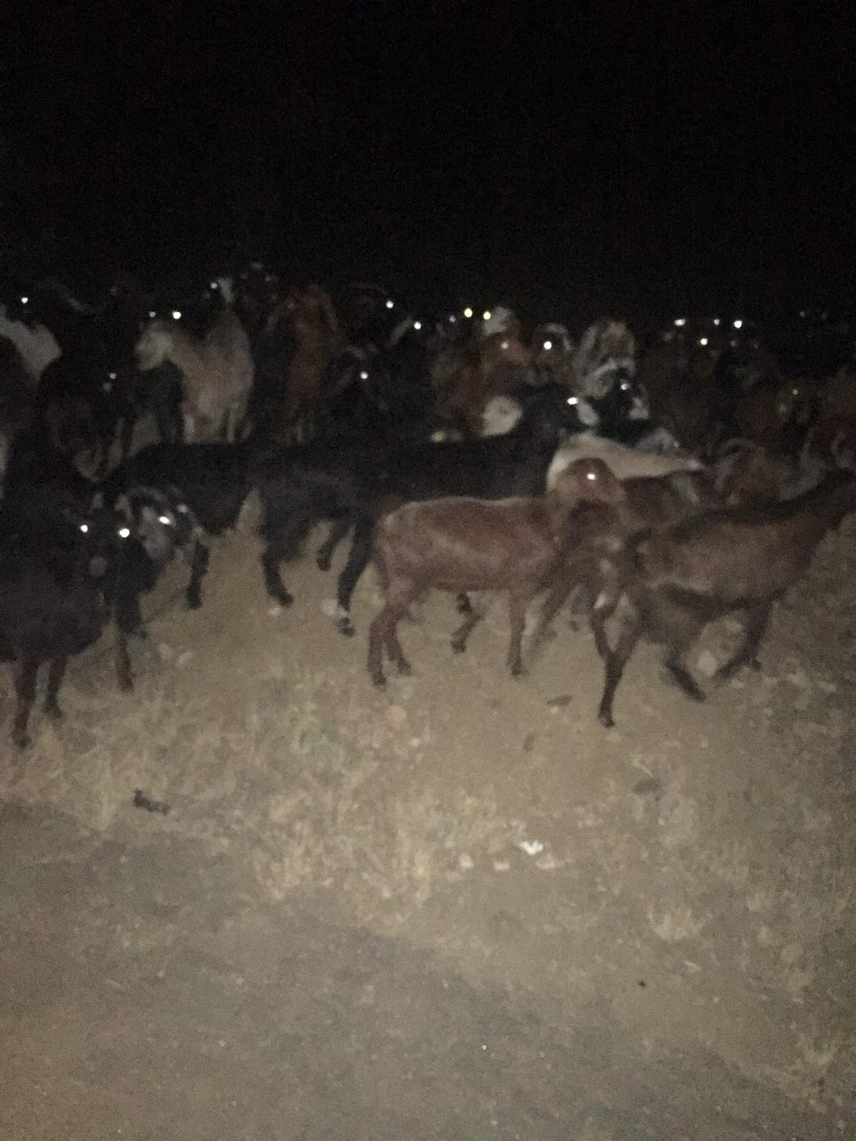 ÇALINAN 70 HAYVAN BULUNDU