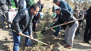 ELAZIĞ'DA 250 BİN FİDAN TOPRAKLA BULUŞTU