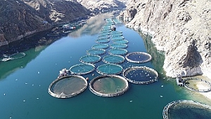 ELAZIĞ'DA ÜRETİLEN ALABALIK 18 BİN TONA, SOMON BİN TONA YÜKSELDİ