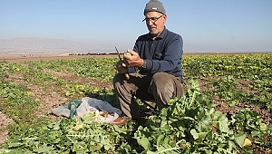 SU ÇEKİLDİ, NEHİR KENARINDA TARIM BAŞLADI