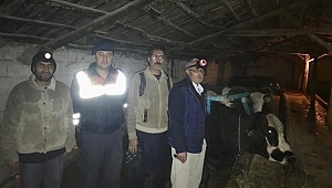 KAYIP İNEKLER JANDARMA TARAFINDAN BULUNUP SAHİBİNE TESLİM EDİLDİ