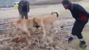 KÖPEK DÖĞÜŞTÜRENLERE CEZA YAZILDI