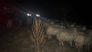 SİS'TEN 150 HAYVAN KAYIP OLDU