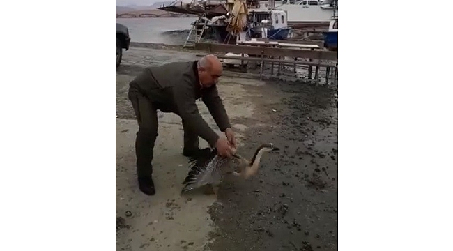 TEDAVİSİ TAMAMLANAN BALABAN VE BOZ KAZ DOĞAYA BIRAKILDI