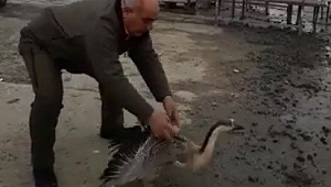 TEDAVİSİ TAMAMLANAN BALABAN VE BOZ KAZ DOĞAYA BIRAKILDI