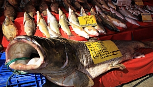 ELAZIĞ'DA 2 METRE 138 KİLO TURNA YAKALANDI