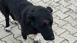 FABRİKA KÖPEĞİNE, KENDİ KÖPEKLERİNİ SALDIRTTI