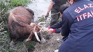 İNEK KURTARILARAK SAHİBİNE TESLİM EDİLDİ