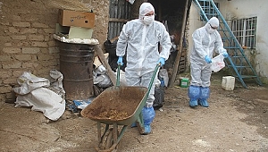 Aile hastaneye, İnekler Vefa Sosyal Destek Grubuna emanet