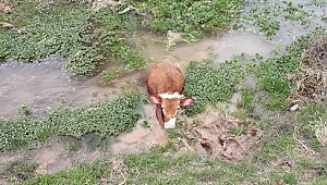 İmam, inek kurtardı