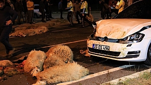 30 koyun yarış kurbanı oldu