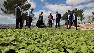 Elazığ'da çiftçiye dağıtılması planlanan 2 milyon fide toprakla buluştu 