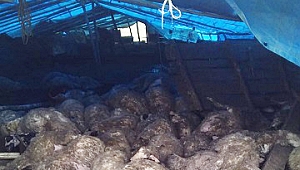 Elazığ'da kurtlar 120 koyun telef etti