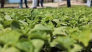 Vefalı eller, 2 milyon fideyi çiftçiye ulaştırmaya başladı