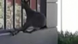 Yaban keçileri şehre indi