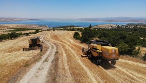 Elazığ'da 600 dönüme arpa eken başkan, hasada başladı