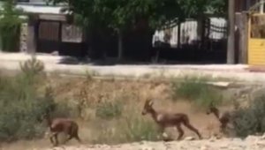 Elazığ'da dağ keçileri bu kez mahalleye kadar indi