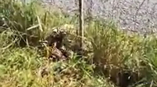 Elazığ'da Kırmızı Liste'de korunan alaca sansar ailesi görüntülendi