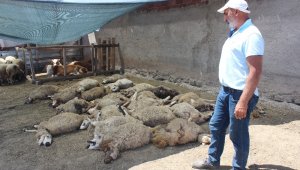 Elazığ'da kurtlar mahalleye indi, 22 koyunu telef etti