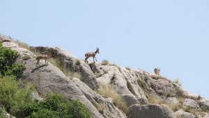 Elazığ'da yaban keçileri, Harput'a kadar indi