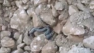Elazığ'da yılanlar ortaya çıkmaya başladı
