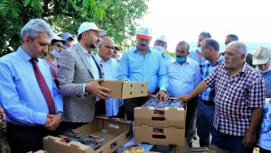 Harput kirazı hasattan sonra el değmeden müşteriye gidecek