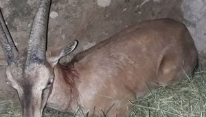 Köpeklerin saldırısına uğrayan yaban keçisi tedavi altına alındı