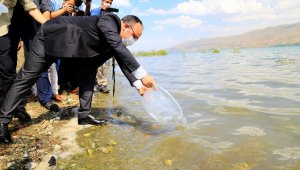 İlk defa üretimi yapılan 420 bin adet siraz balığı, Hazar Gölü'ne bırakıldı