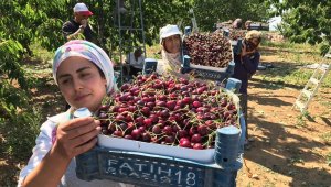 Kirazın diğer bölgelerde hasadı bitti, Harput'ta yeni başladı