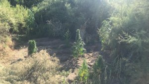 Elazığ'da 182 kök kenevir ele geçirildi