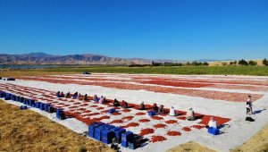 Elazığ'ın domatesi kurutulup dünyaya gönderiliyor