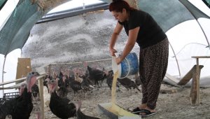 Kendi çiftliğini kurdu, bir yılda 200 bin adet tavuk ve hindi satışı yaptı