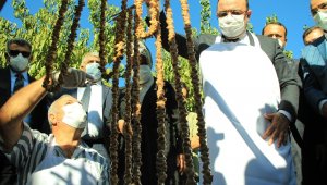 Elazığ'da 14. Bağ Bozumu ve Orcik Festivali