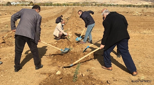 Baskil MYO kampüsüne 2 bin 160 fidan dikildi