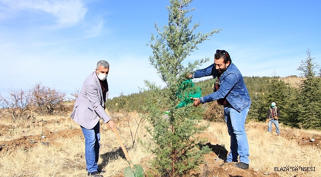 Elazığ'da eğitimciler fidan dikti