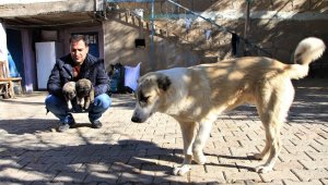Kış geldi 850 hanelik köy 50'ye düştü, sokak hayvanları muhtara kaldı