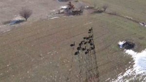 Elazığ'da domuz sürüsü drone ile görüntülendi