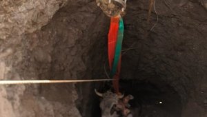 Elazığ'da 14 metrelik kuyuya düşen gebe inek, 1 saatlik çalışmayla kurtarıldı
