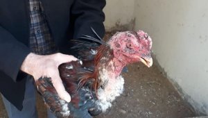 Elazığ'da metruk binada horoz döğüşü yaptıran şahıslar yakalandı