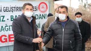 Kovancılar'da 5 bin 500 meyve fidanı dağıtıldı