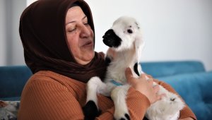 Sahiplendiği kuzu, hem evinin neşesi, hem de terapisi oldu