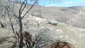 Su ve yiyecek ihtiyacını karşılayan dağ keçileri, fotokapanla görüntülendi