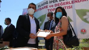 Elazığ'da ipek böcekçiliği yeniden canlanıyor