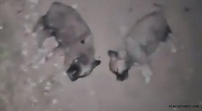 Keban'da 8 yavru köpeğin öldürülmesine soruşturma