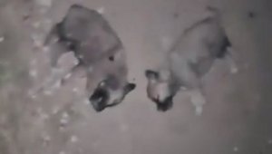 Keban'da 8 yavru köpeğin öldürülmesine soruşturma