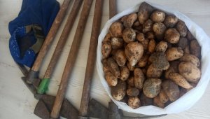 Kısıtlamayı ihlal edip, salep soğanı toplayan 5 kişi 419 bin 690 TL ceza yedi