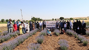 İlk Lavanta hasadı gerçekleşti